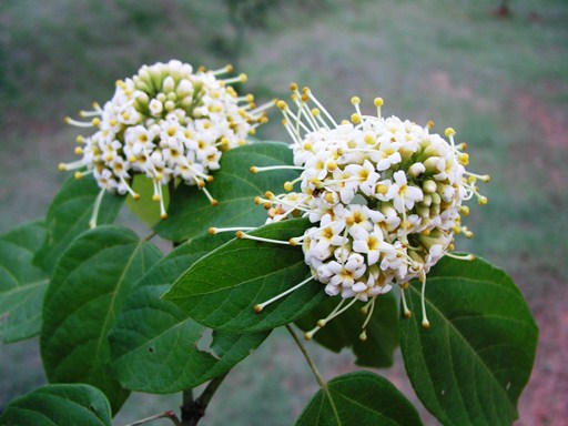 โมลีสยาม Reevesia pubescens Mast. var. siamensis (Craib) Anthony<br/>STERCULIACEAE